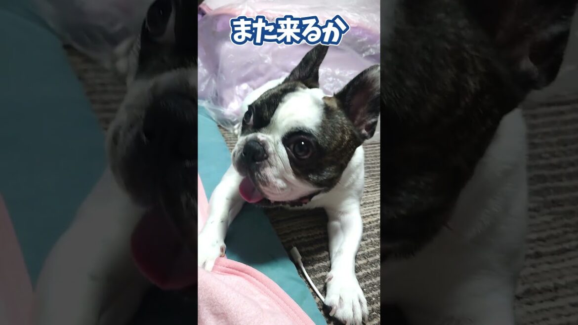 遊ぼう~!さり気なく体当たりして飼い主をおちょくるフレブル  『ぶーちゃん日記』#dog #frenchbulldog #ペット #frenchton  #犬のいる暮らし #フレンチブルドッグ 遊ぼう~!さり気なく体当たりして飼い主をおちょくるフレブル  『ぶーちゃん日記』#dog #frenchbulldog #ペット #frenchton  #犬のいる暮らし #フレンチブルドッグ