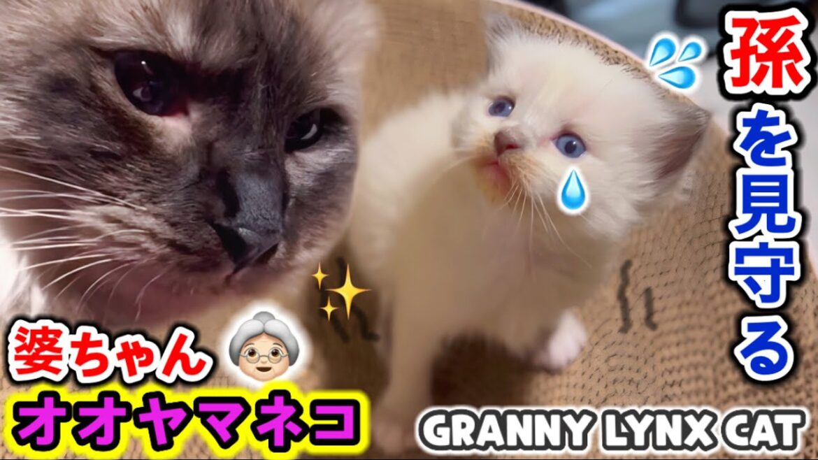 ❄️3つ子の赤ちゃん子猫達に爪研ぎベッドをプレゼントしたらこうなりました… 【ママはラグドール✨パパはそり耳オオヤマネコ💪】 #猫 #ラグドール #子猫