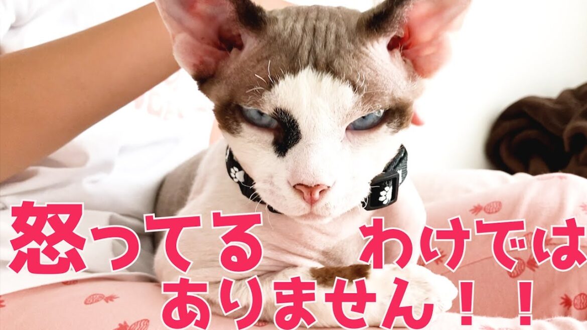 117:子供に撫でさせてあげるスフィンクス猫