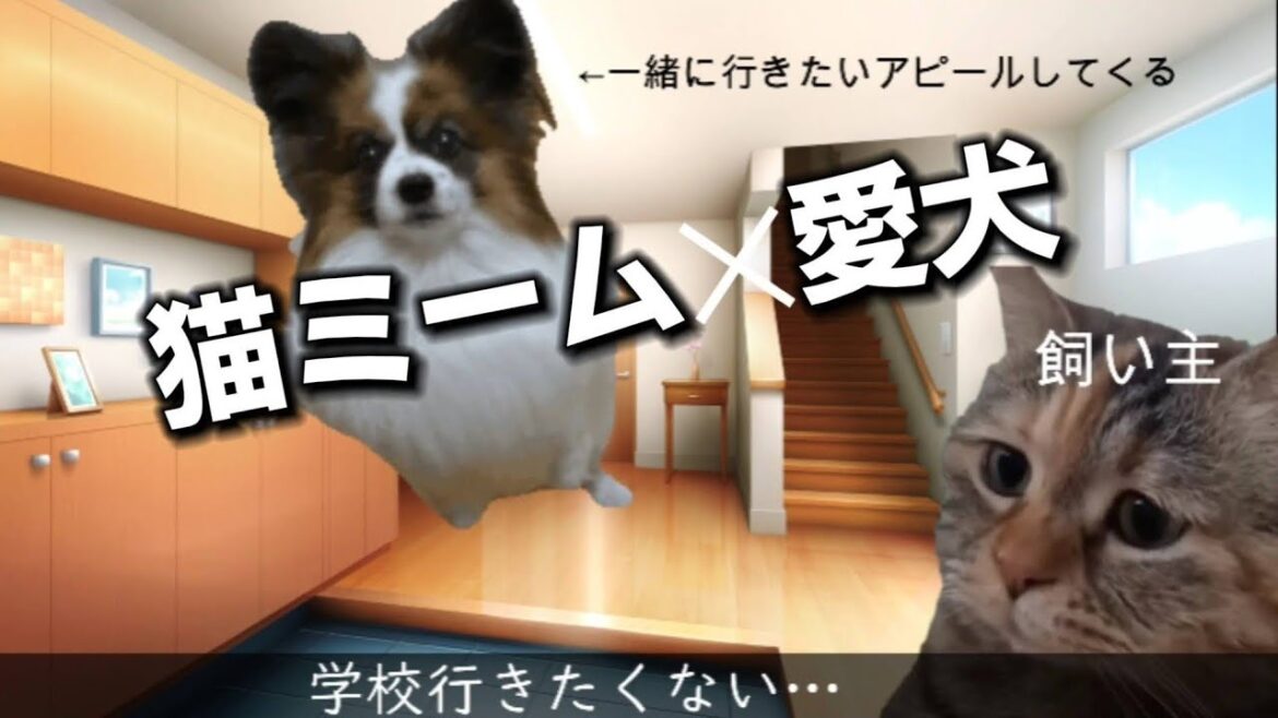 【猫ミーム】学校がある日のパピヨン犬と飼い主の日常【犬ミーム】【パピヨン】 【猫ミーム】学校がある日のパピヨン犬と飼い主の日常【犬ミーム】【パピヨン】