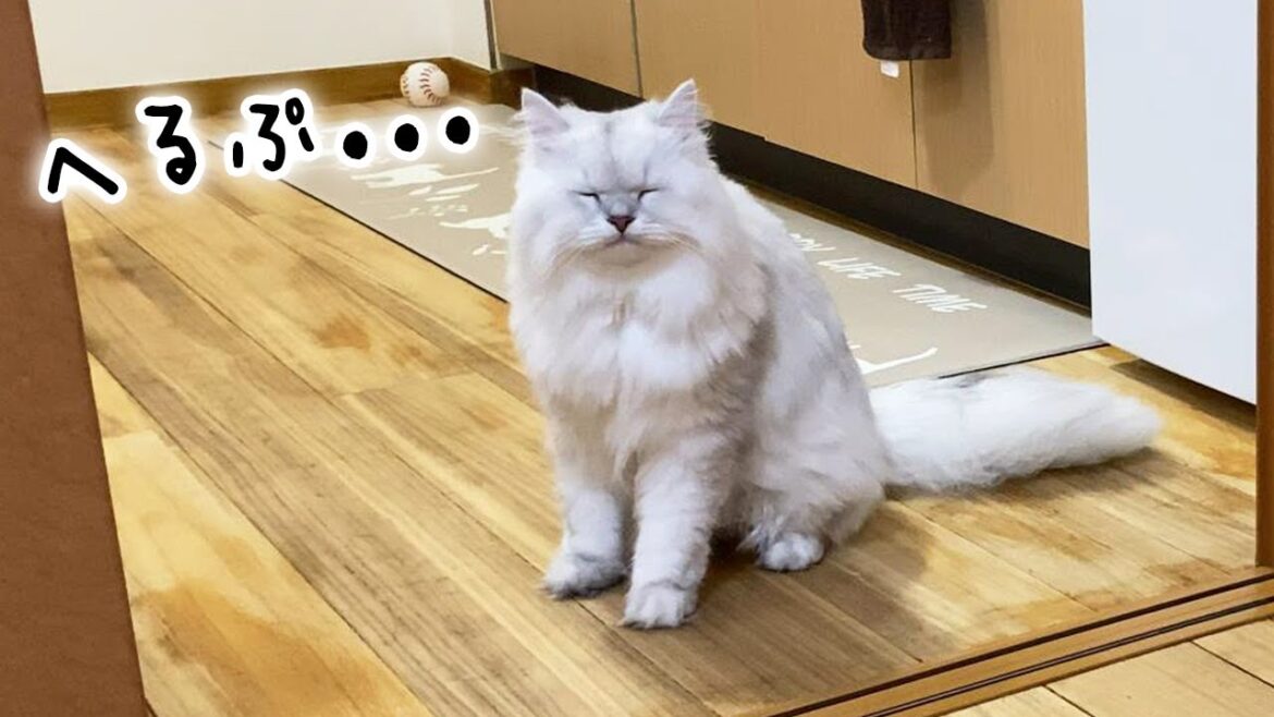 おもちゃが冷蔵庫の隙間に入ってしまいました。【ペルシャ猫 チンチラ】