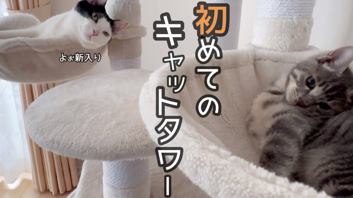 先住猫達に挨拶してみたらジョー君がこんな事になりました…。
