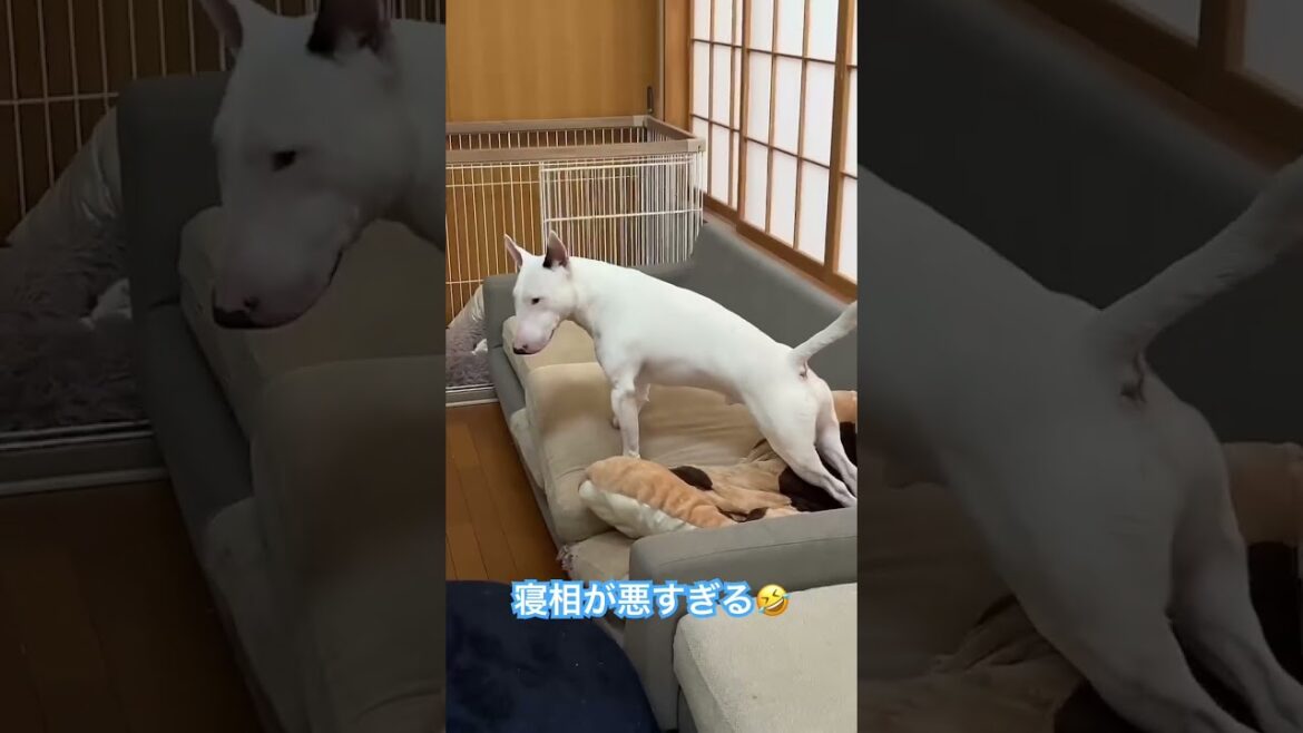 寝相悪すぎwww #ブルテリア #ミニチュアブルテリア #かわいい #ペット #犬 #dog #犬のいる暮らし #bullterrier #vlog
