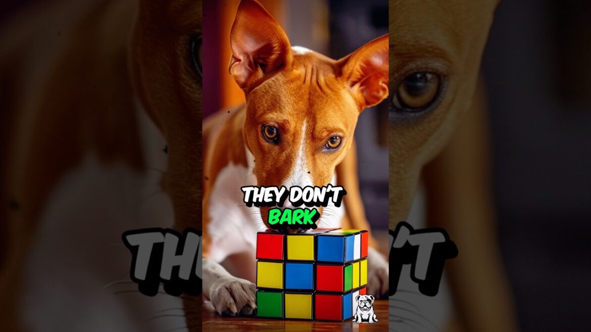 3 Fun Facts About The Basenji Dogs #shorts #dogfacts #basenji
