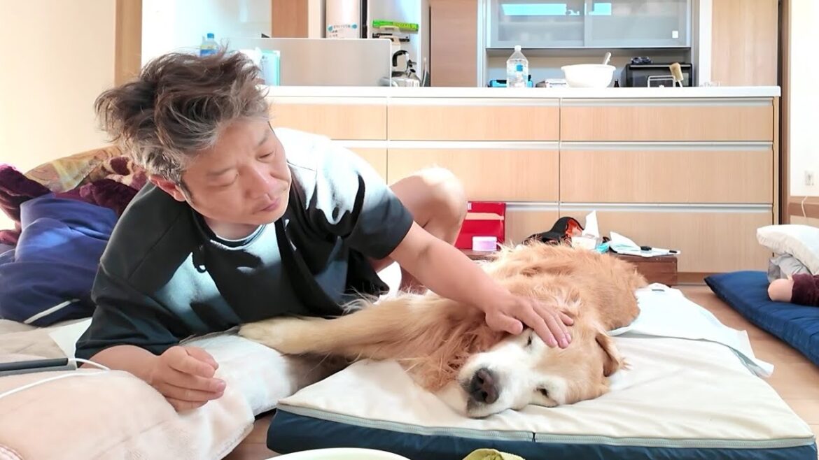 【亡くなる９日前】脳腫瘍の君と家族の２４時間。【Golden Retriever japan】