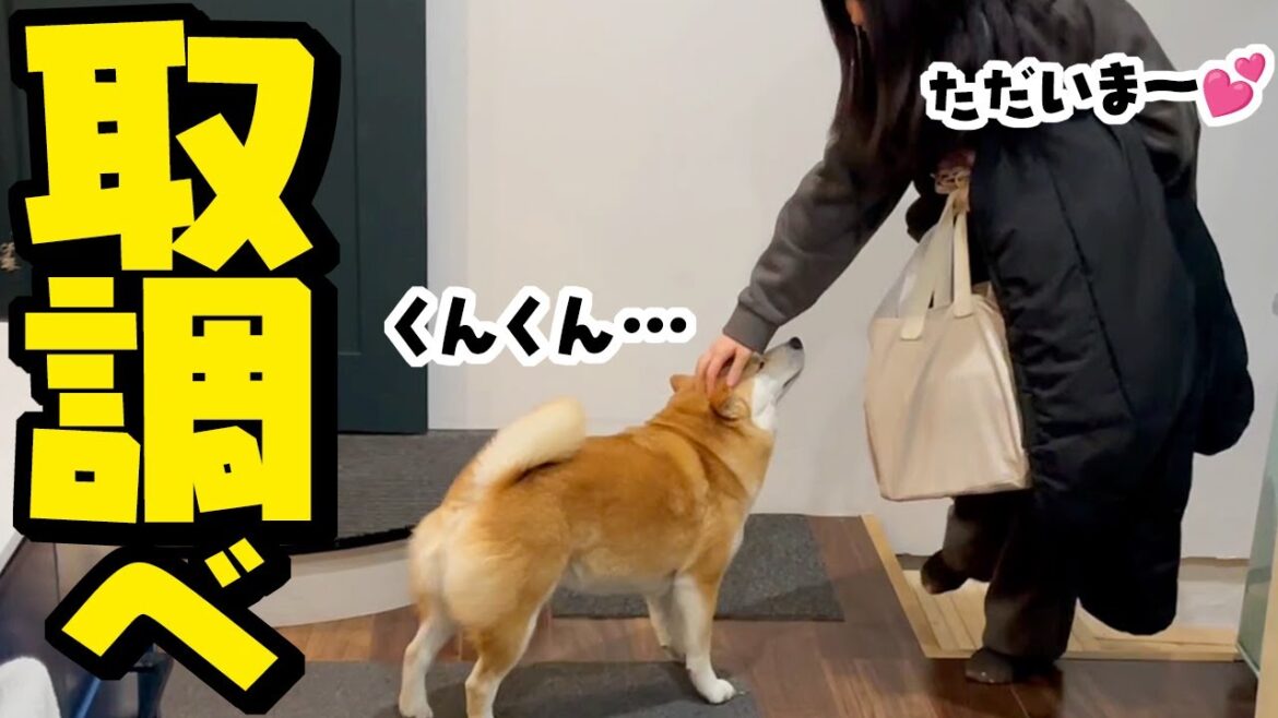 お泊まりして帰ってきた娘の匂いをチェックする柴犬…パパが心配する中、結果は如何に！？