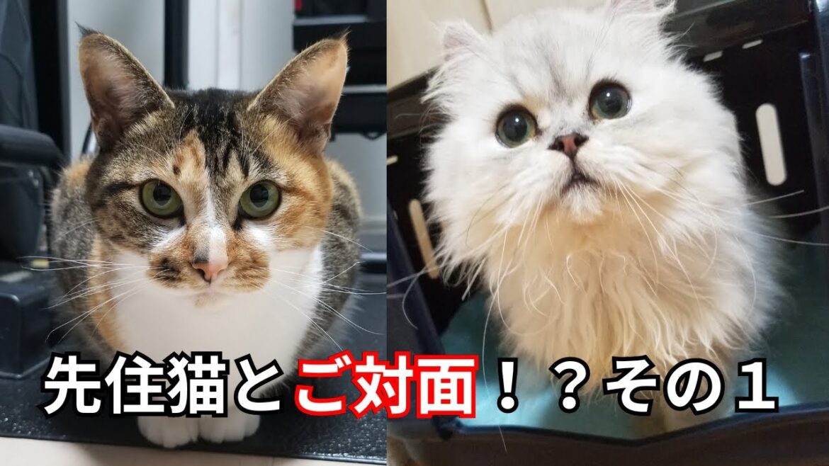 【ペルシャ猫】先住猫とのご対面！？その１