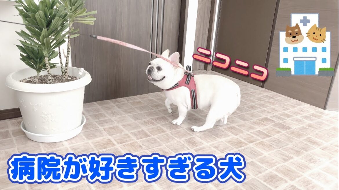 新しい街で素敵な病院に出会えたよ【フレンチブルドッグ frenchbulldog】