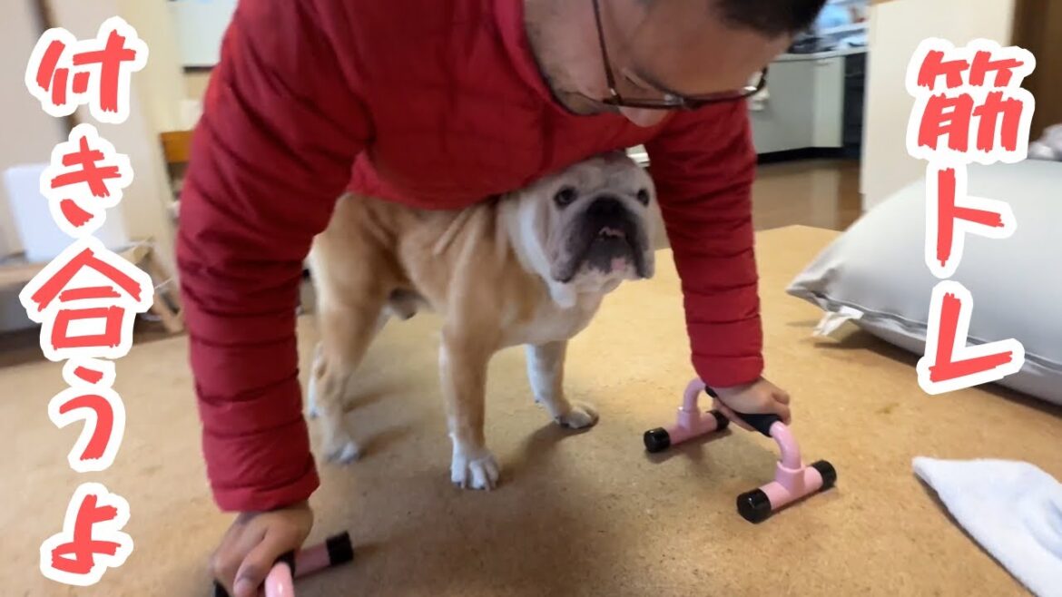 【おはぶる】飼い主の筋トレを率先して手伝うブルドッグのぶるまる&まるこ