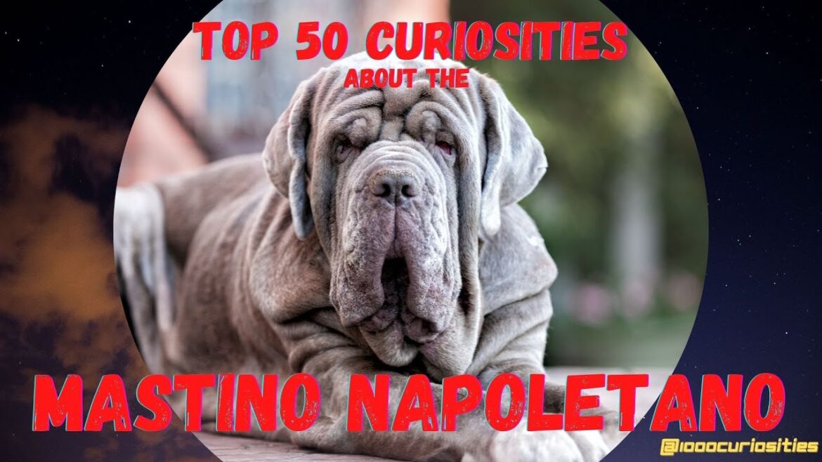 Top 50 Curiosities About the Neapolitan Mastiff AKA Mastino Napoletano