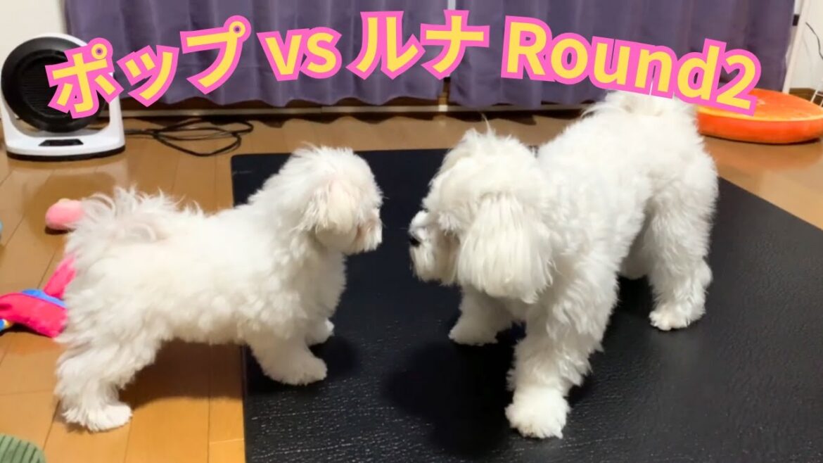 【いつかは勝つぞ】ポップ vs ルナ Round2