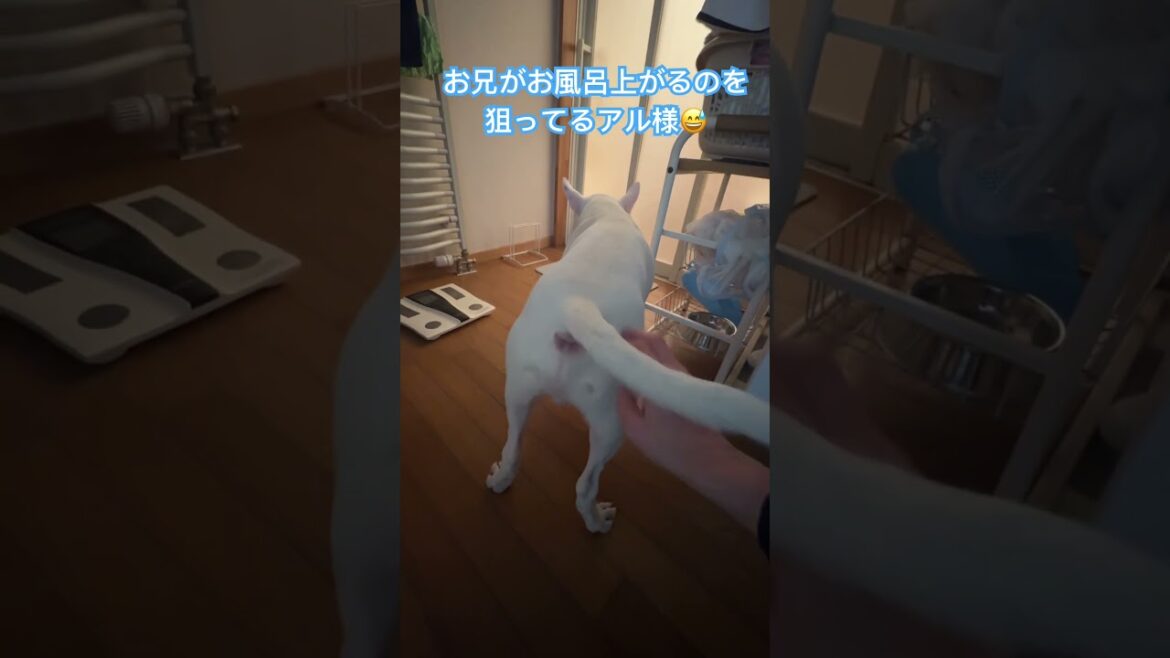お兄ががお風呂上がるのを狙っているアル様😅　#ミニチュアブルテリア #ブルテリア #かわいい #ペット #犬 #犬のいる暮らし #bullterrier #vlog #しっぽ