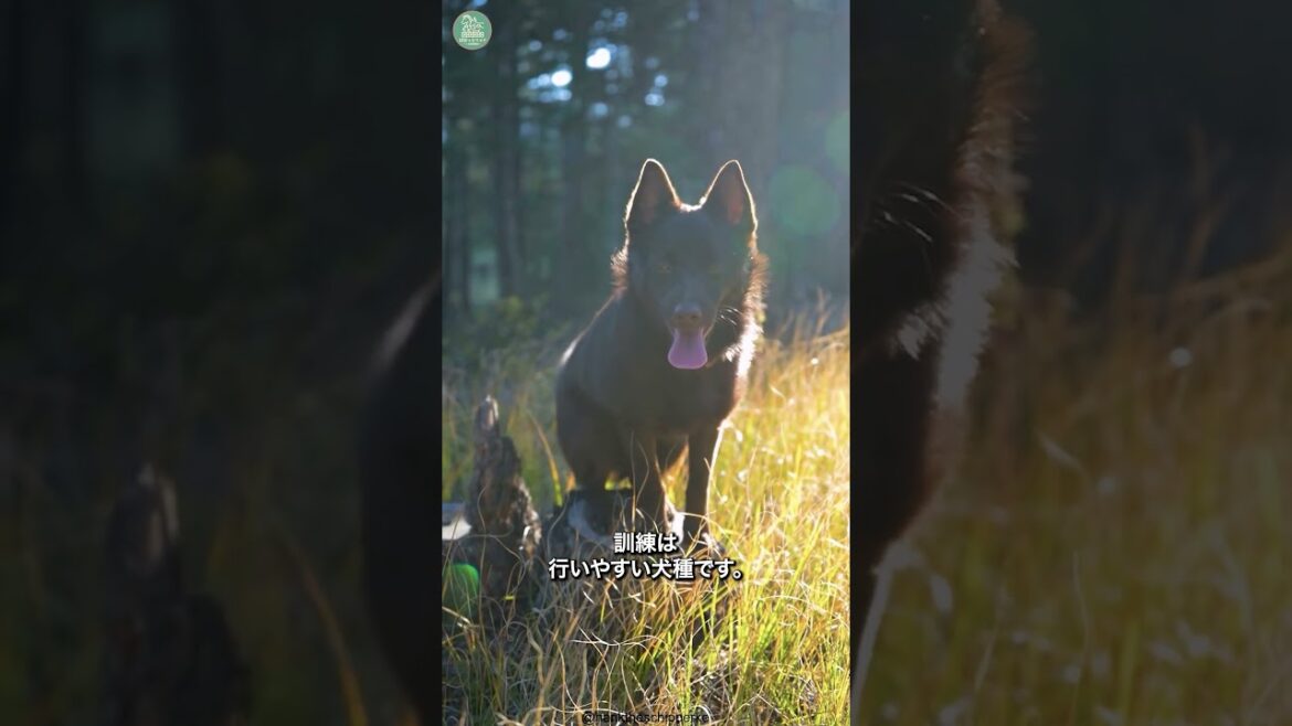 スキッパーキ🐶次の動画のリクエストをコメントで教えて！ #shorts #dog #犬のいる暮らし