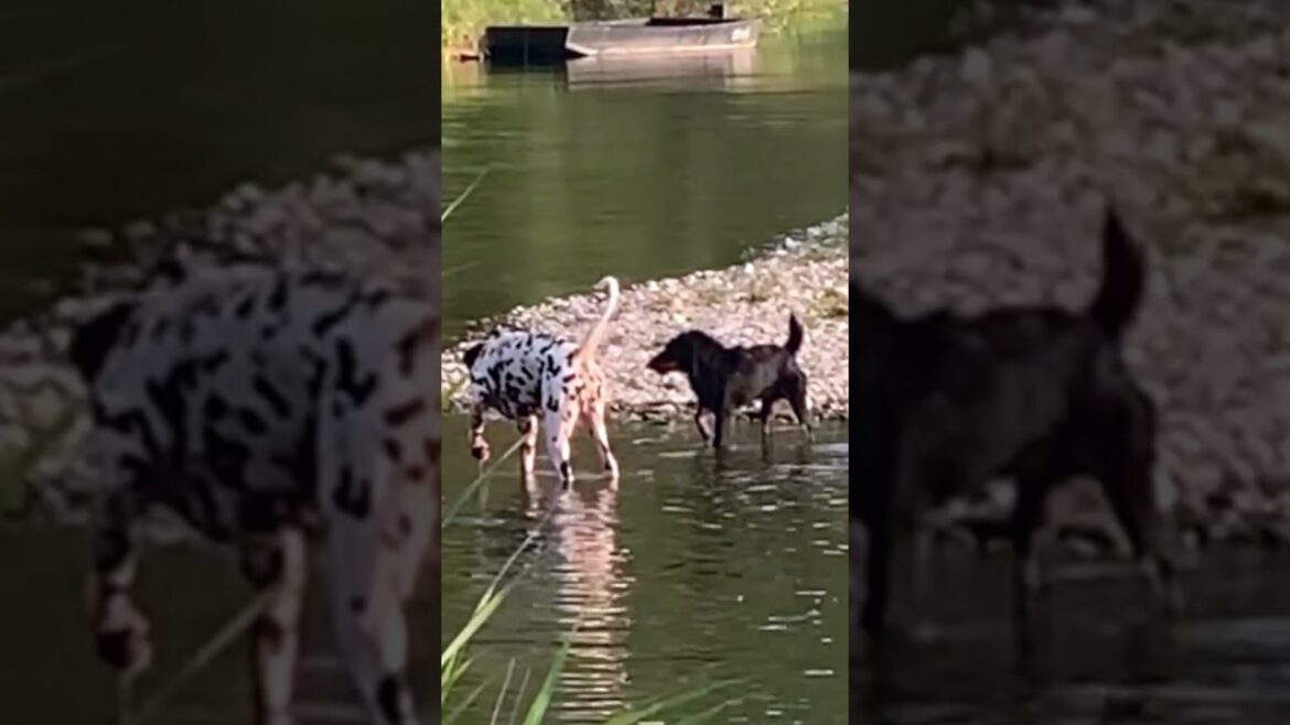 Jagdterrier vs Dalmatian  #dogshorts #dogs #2024shortvideo #2024 #2024shortvideo #dalmatiner #water