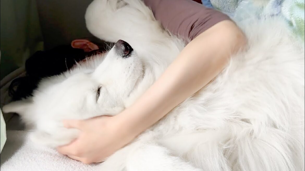 朝は人間の子供みたいにママのベッドで気持ちよさそうに寝ている犬