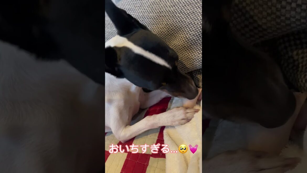 はらぺこな『日本テリア』つむぎ。ラムレッグのおやつを食す。#日本テリア #japaneseterrier #dog #shorts