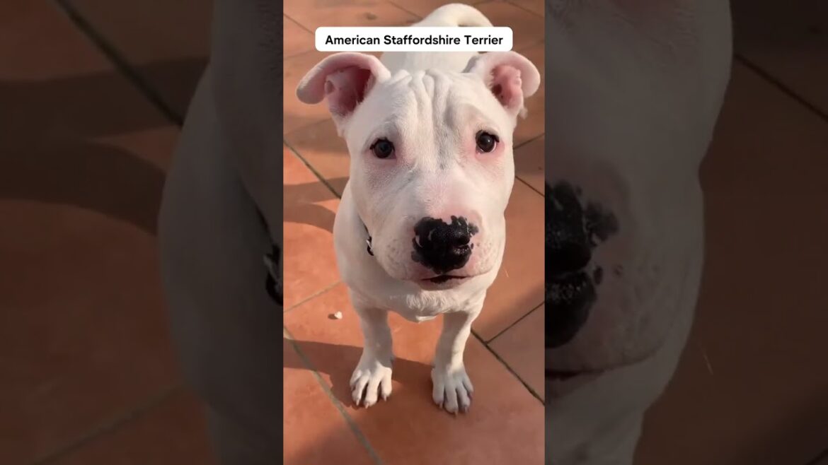 Meet the American Staffordshire Terrier: Loyal Guardian & Friend