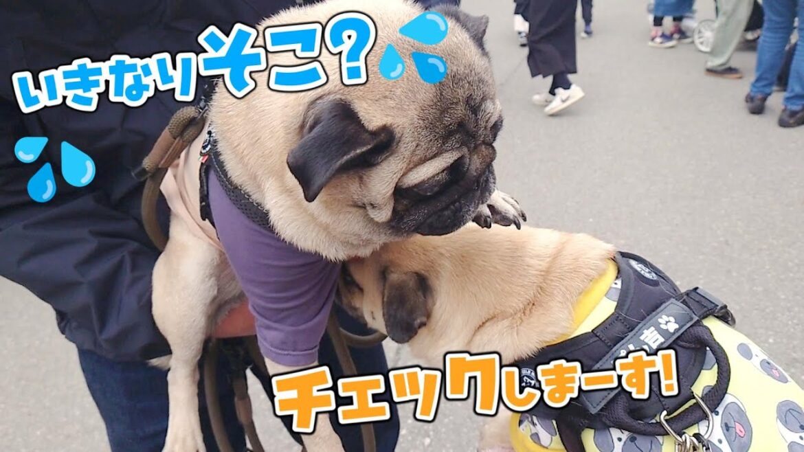 初対面のパグくんにあいさつ代わりのコレ‥恥｜女の子には鼻チュで挨拶する次男｜長男は座って見てるだけｗ｜わんにゃんフェスタin三木