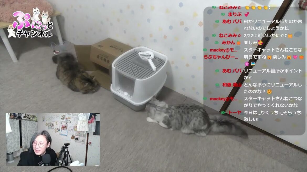 可愛い猫ちゃんライブ配信♪2024/02/19