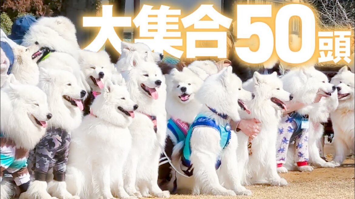 サモエドが50頭も集まるとドッグランが真っ白モフモフだらけになりました！