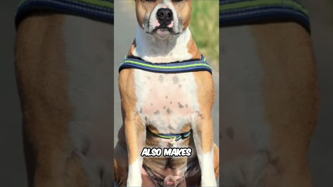 American Staffordshire Terrier vs American Pit Bull Terrier - Key Differences and Characteristics