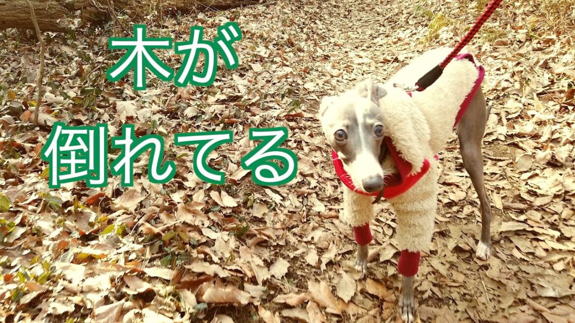 犬の散歩についてった気になれる動画【イタリアングレーハウンド】