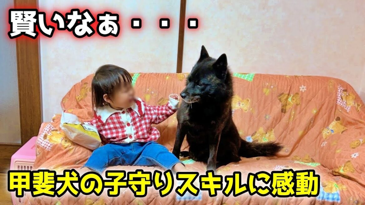 【ほっこり】甲斐犬一休の子守り方法が優しすぎる 【ほっこり】甲斐犬一休の子守り方法が優しすぎる