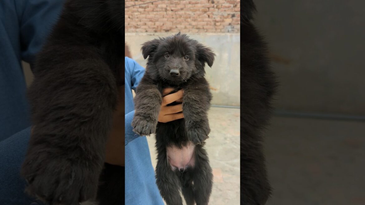 💥LGS💥 German shepherd puppies 🐕💓💓#animals #pet #ai #shorts #trend #trendingshorts #ytshorts #like