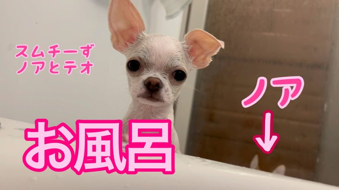 【多頭飼いスムチーず】リフォーム前にお風呂にはいりました🐾風呂嫌いなふたりは一目散にリビングへ🐾ちょっと前の入浴動画もあります😄