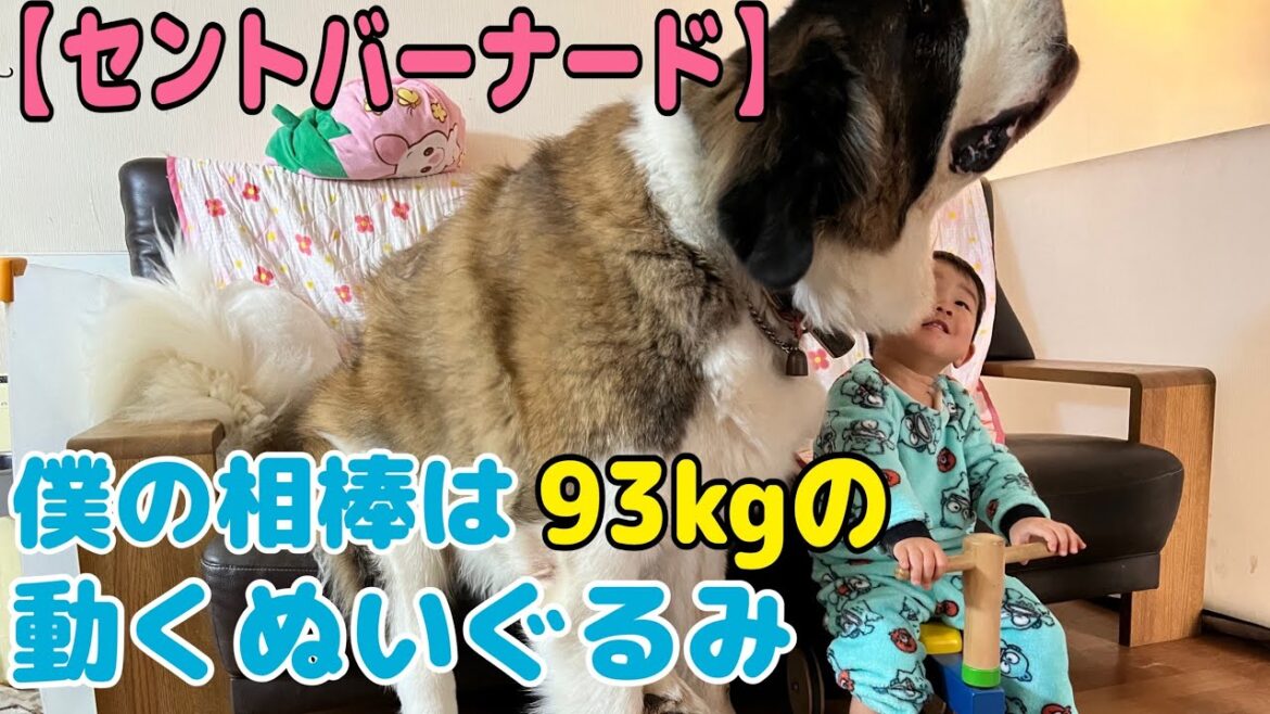 【セントバーナード】孫の相棒は93kgの動くぬいぐるみ。ボール大好きな、ららちゃんも大暴走したり、ももちゃんも、はしゃぎ過ぎて様子がおかしくなって驚いたよ。