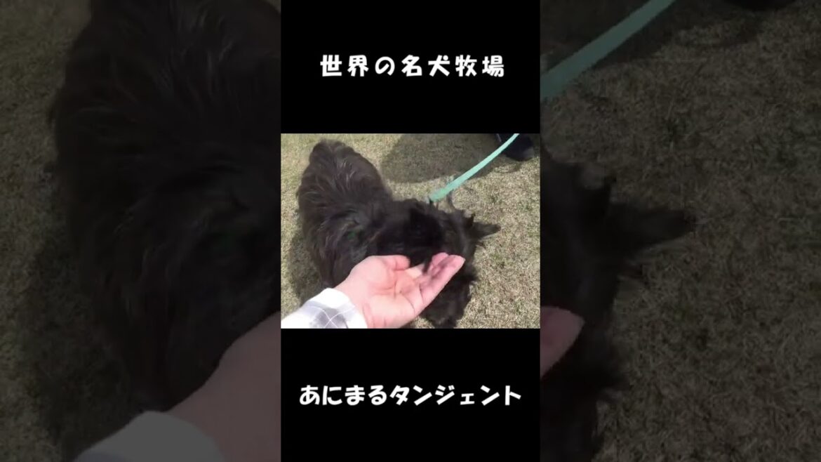 犬のおやつタイム（ケアンテリア） #shorts