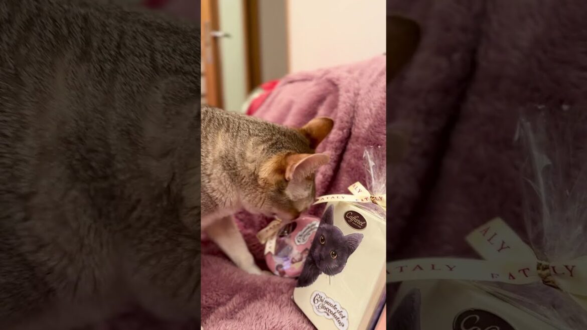 チョコレートよりラッピングの方がおいしいと思っているシンガプーラなのにゃ♪#cat #シンガプーラ#singapura