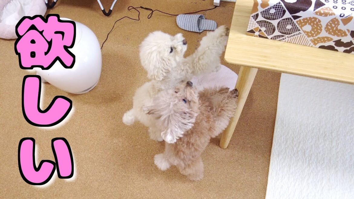 パパにバレンタインプレゼントを用意したら自分も欲しい愛犬を宥めるのが大変でした