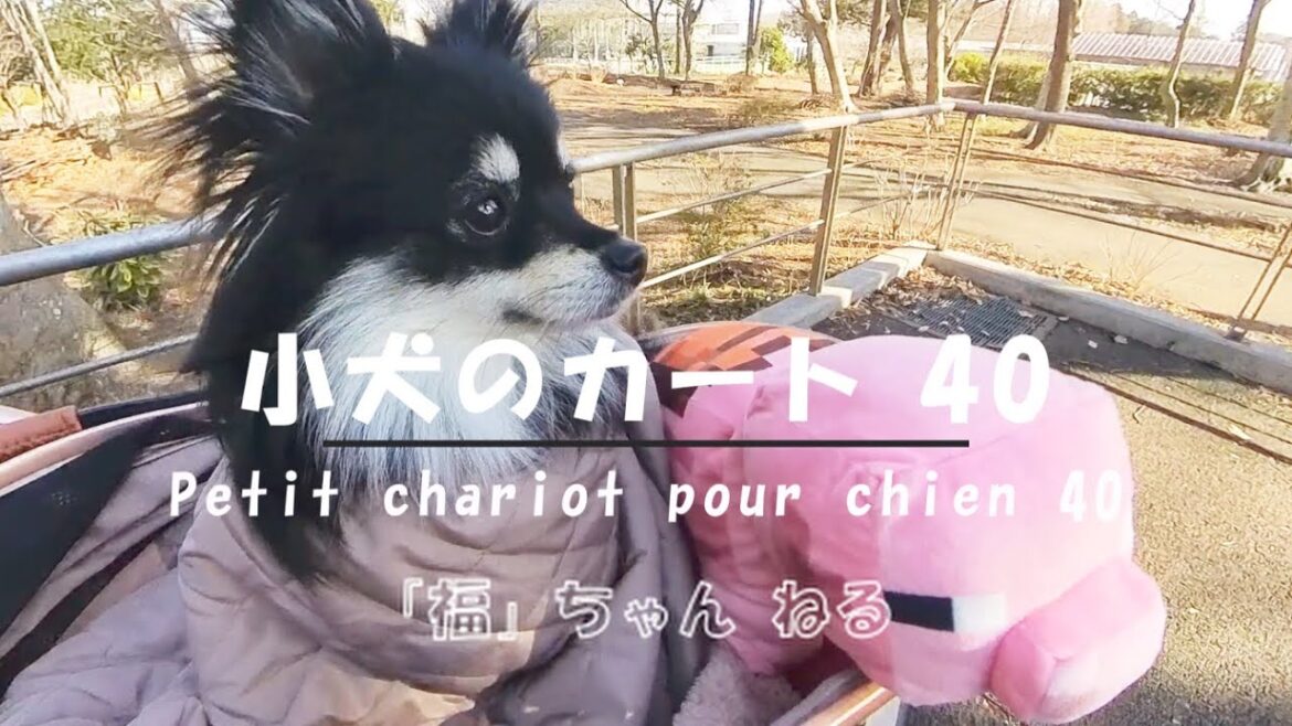 【ポメラニアンの福】1030 小犬のカート 40・Petit chariot pour chien 40