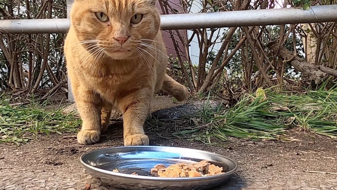 地域猫 ごはんをあげてると、となりのトトロのような大きな猫が現れました。A big cat like My Neighbor Totoro appeared. Vol.757 地域猫 ごはんをあげてると、となりのトトロのような大きな猫が現れました。A big cat like My Neighbor Totoro appeared. Vol.757