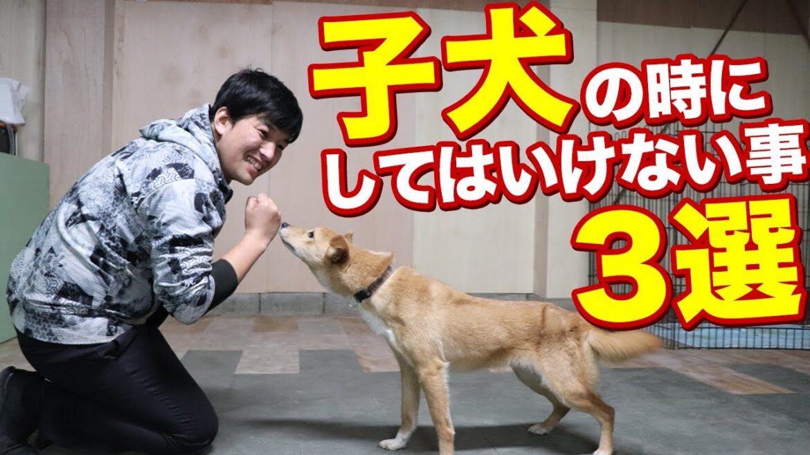 子犬の時にしてはいけない接し方3選