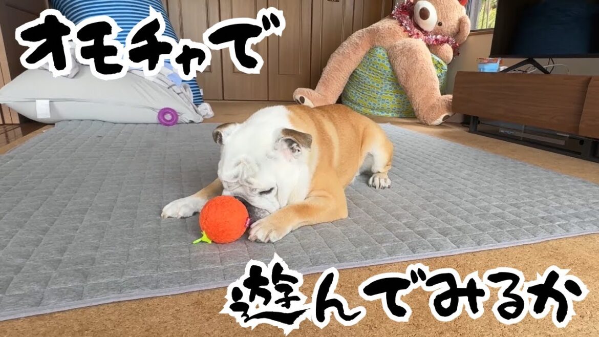 【おはぶる】人間と思っているブルドッグが5歳目前にして犬の遊びに目覚めたようです…
