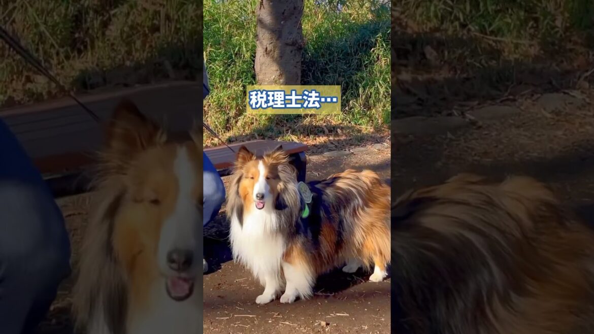 【将来の夢】ラ、ラ、ラ、税理士の犬♪#shorts