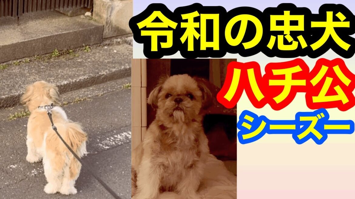 【涙腺崩壊】令和の忠犬ハチ公物語シーズーころみ健気すぎて泣けてくる