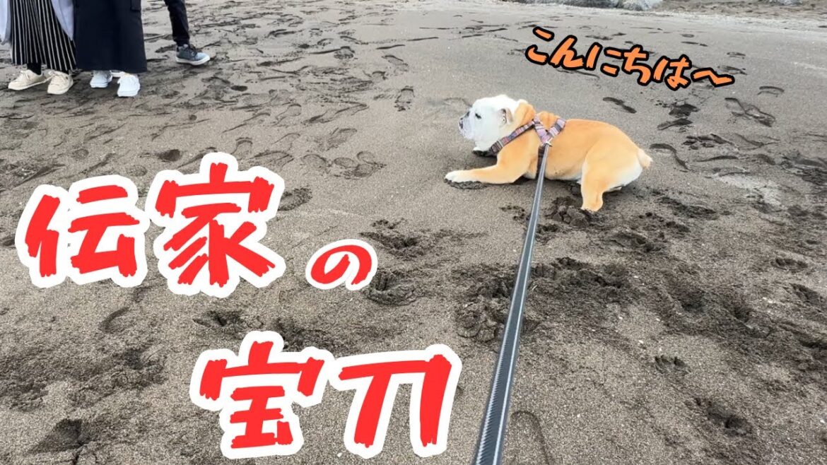 【おはぶる】ホームグランドで得意のナンパ術を発揮するブルドッグw 【おはぶる】ホームグランドで得意のナンパ術を発揮するブルドッグw