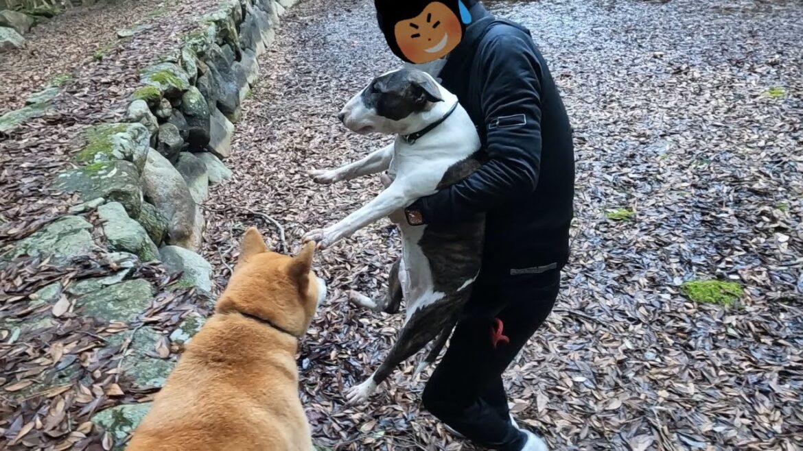 【ブルテリア】渓谷deうめチャんぽ(後編)【柴犬】