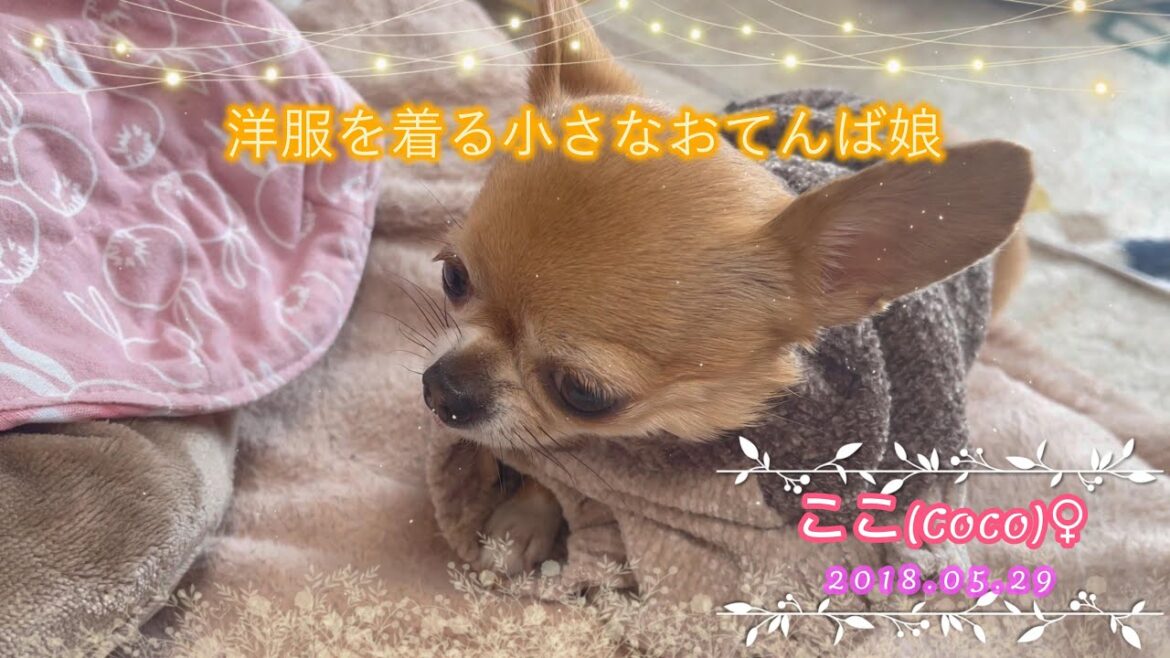 【極小チワワ】我が家の小さなおてんば娘は洋服を着る！！