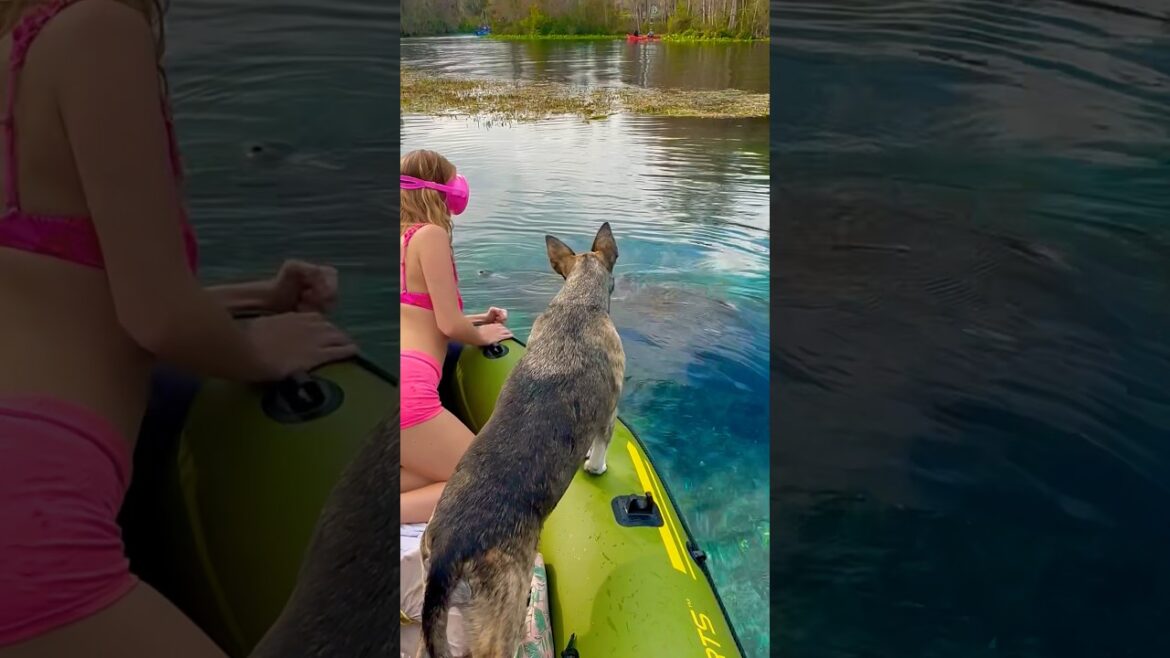 my cattle dog says hi to a manatee 💕🫧🥰 #florida#cattledog