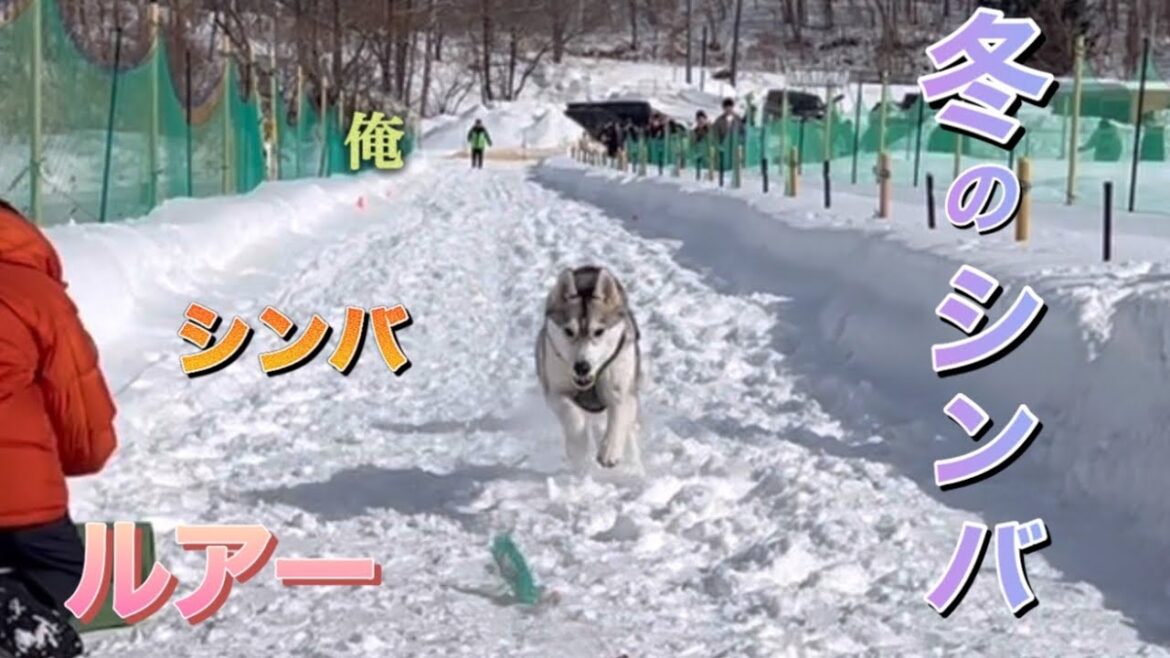 2024 2月 雪中ルアー体験会でムイちゃんにホの字のシンバと、後半は過去最高頭数のハスキーオフ会の様子です。