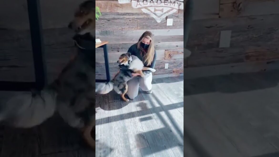 Tail Wagging Graduation: Aussie Shepherd Achieves Dream!🐶🎓#viral #shorts #aussieshepherd  #dog