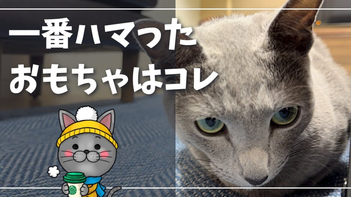 覚えていますか?かなりの数、破壊しましたよ…【ロシアンブルー】猫 覚えていますか?かなりの数、破壊しましたよ…【ロシアンブルー】猫