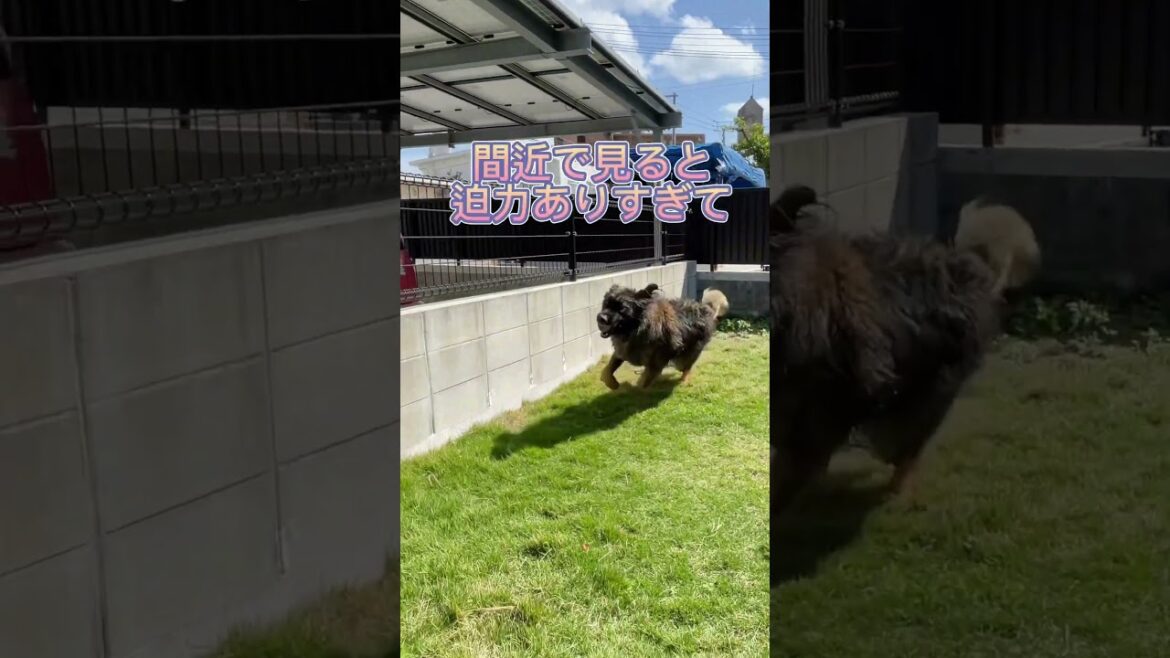 【超大型犬】　ショート 爆走　Leonberger　レオンベルガー ＃レオンベルガー  #dog #犬のいる暮らし #大型犬