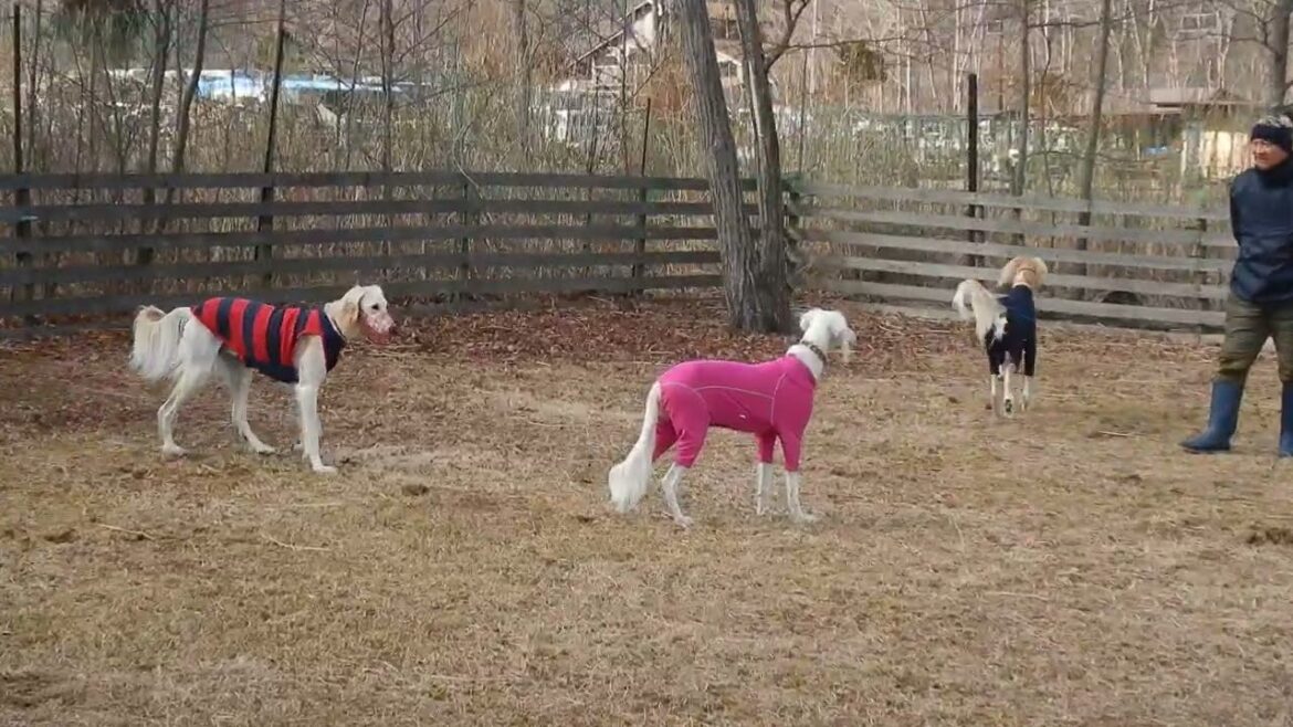 サルーキ　みしぇる！今頃ですか？（Saluki）