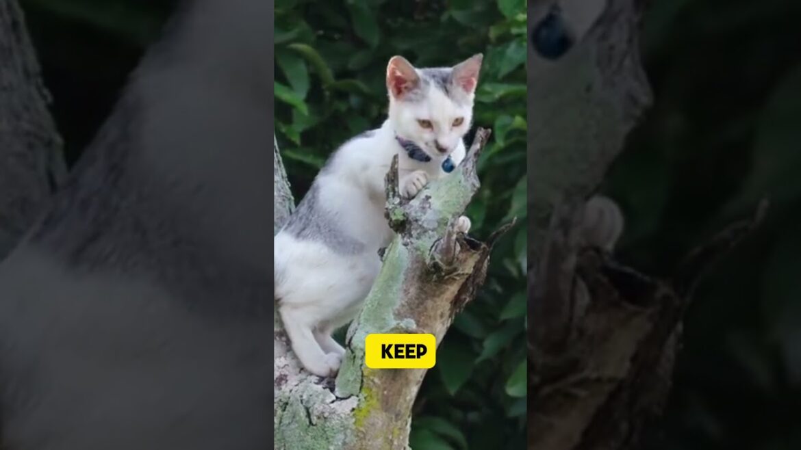 Why cats sleep so much #shorts #catfacts #cats