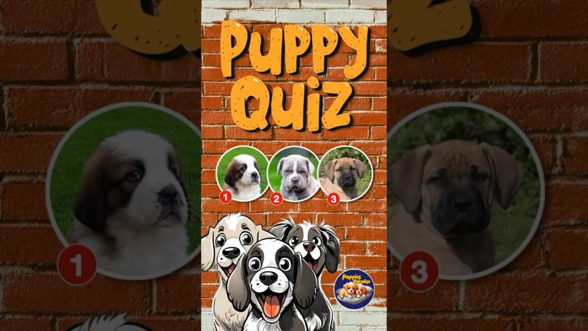 You’re a puppy expert if you can pick the NEAPOLITAN MASTIFF! 🐶#puppyquiz You’re a puppy expert if you can pick the NEAPOLITAN MASTIFF! 🐶#puppyquiz